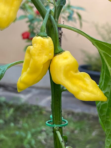 Habanero Hot Lemon